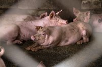 Около 300 свине бяха евтаназирани в Западна Сърбия заради африканска чума