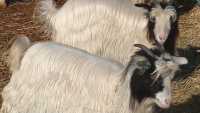 Двама братя от село Калугерово отглеждат и съхраняват защитената българска порода калоферски кози