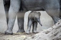Слонче е новият обитател на зоопарка в Копенхаген