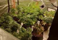 Служители на ГДБОП разкриха оранжерия за отглеждане на специален сорт марихуана (СНИМКИ)