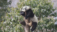 Панда заспа в очарователна поза на клон