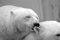 Днес е Международният ден на полярните мечки (СНИМКИ)