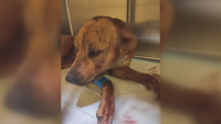 Поредна жестокост към животно: Мъж от Русе обезобрази собственото си куче