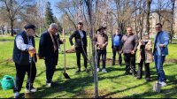 Актьорите Цветана Манева и Димитър Маринов засадиха японски вишни в парка "Заимов" (СНИМКИ)