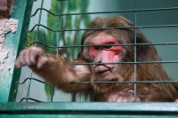 Над 200 животни загинаха в пожар в зоопарк на полуостров Крим
