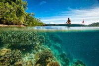 Коралите по света побеляват и дори умират заради глобалното затопляне