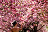 Японският премиер обеща 250 вишневи дръвчета на Вашингтон