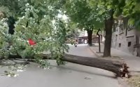 Порой във Велико Търново събори дърво на оживена улица