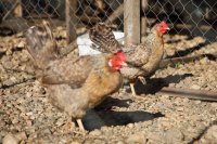 Откриха огнище на птичи грип в Асеновград
