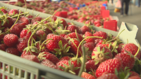 Какви са причините за високата цена на ягодите у нас?