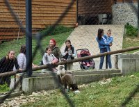снимка 5 Върнаха и второто новоизлюпено лешоядче при родителите му в зоопарка в Стара Загора (СНИМКИ)