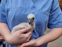 Върнаха и второто новоизлюпено лешоядче при родителите му в зоопарка в Стара Загора (СНИМКИ)