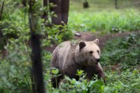 Ветеринари от Германия и България преглеждат мечките в Белица (СНИМКИ)