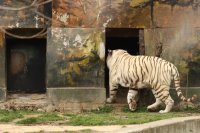 Столичният зоопарк с вход свободен за всички в Деня на детето