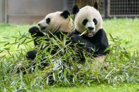Двойка големи панди пристигна в зоопарк в Мадрид