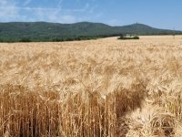 Жътвата в Южна България вече започна, какви са опасенията на земеделците