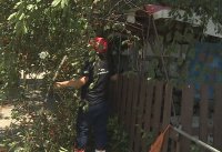 Над 90 сигнала за паднали дървета и клони след бурята в София