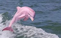 Розови делфини в Черно море? Подвеждащи снимки предизвикаха фурор във Фейсбук