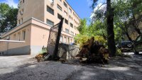 Дърво падна пред столичната болница "Шейново" (СНИМКИ)