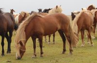 Десетки коне загинаха при пожар в конезавод в Нормандия