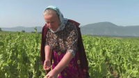 "Ще си ходим по мъките": Градушка унищожи 4000 дка със земеделска продукция в Гоцеделчевско