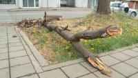 Изсъхнало дърво падна върху пешеходка и автомобил в Пловдив