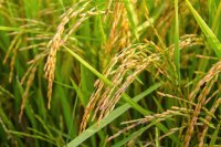 Фермери настояват за по-високи субсидии за отглеждане на ориз