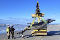 Как екземпляр от най-редкия кит в света беше изхвърлен на плаж в Нова Зеландия?