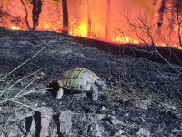 Спасиха костенурки, зайчета и таралежи, обгорели в пожара край Стара Загора