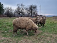 Забраняват временно животновъдни изложби и пазари заради чумата в Румъния и Гърция