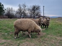 Забраняват временно животновъдни изложби и пазари за дребни животни