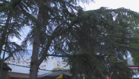 Варненци протестират срещу отсичането на кедрови дървета за строеж на жилищна сграда