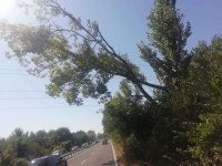 Отстраниха опасно дърво на главния път Бургас - Созопол