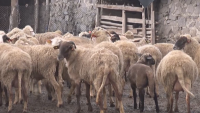 Заради чума по овце и кози в Гърция и Румъния: Въвеждат се мерки по граничните пунктове у нас