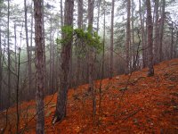 Чувствително застудяване и валежи се очакват в неделя