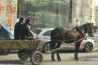 Коне в града: Кой следи за домашни животни по столичните булеварди?