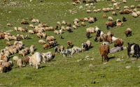 Food Safety Agency: All pox outbreaks in small ruminants in Bulgaria have been neutralised