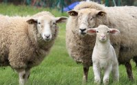 Sheep plague: Samples from Velingrad, sent to laboratory in Montpellier, have tested positive for the disease.