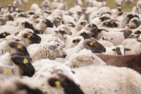 The outbreak of sheep and goat pox in Kardzhali region has been eradicated