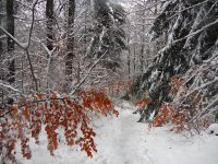 След временно спиране на валежите, следобед отново ще завали сняг