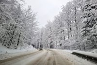 Ограничено е движението през прохода Петрохан заради паднали дървета