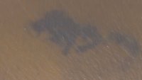 Цъфтеж на микроскопични водорасли оцвети морето и Варненското езеро