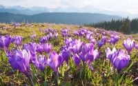 March 20 marks the arrival of spring