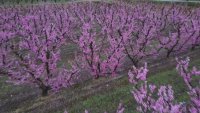 Испания в плен на красотата: Овощните градини на Каталуния в розов цъфтеж