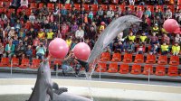 "Великден с делфините": Делфинариумът във Варна предлага безплатни посещения за деца