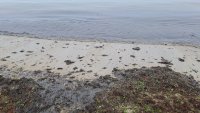Все още не е открит източникът на замърсяване на морето край Варна