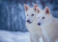 Изчезнал преди 12 000 години вид вълк е възстановен чрез клониране (СНИМКИ и ВИДЕО)