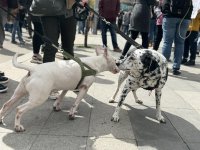 Четвърти национален протест в защита на животните пред парламента