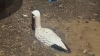 Кметът на село Кобиляк след проливните дъждове: Вода няма в дворовете, но последиците са сериозни
