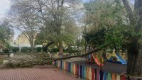 Огромен клон падна върху детска площадка в центъра на Варна